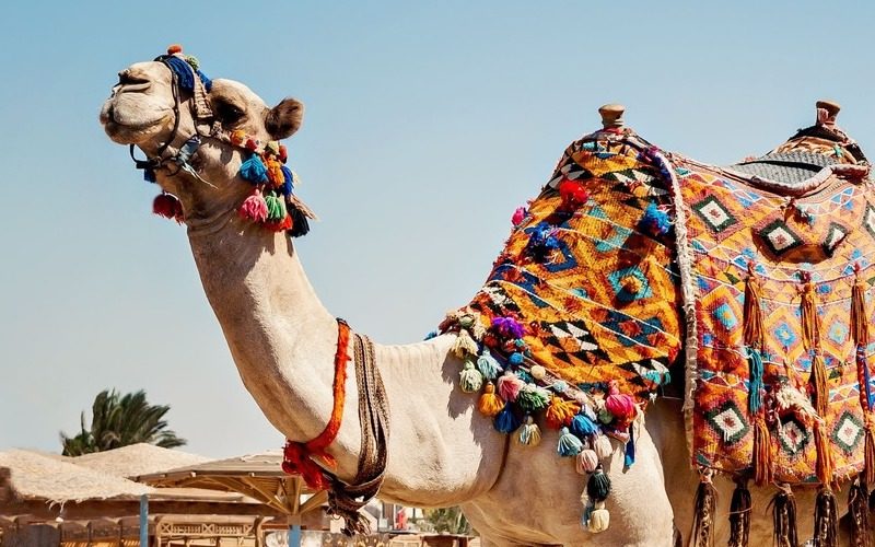 Activité evjf à Marrakech - Balade en dromadaire